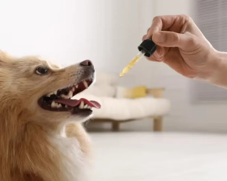 človek podáva psovi hroznový psí olej ŽiDobre